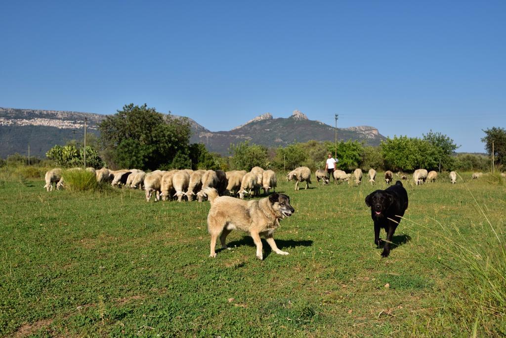 Vakantieboerderij I Mandorli Triei